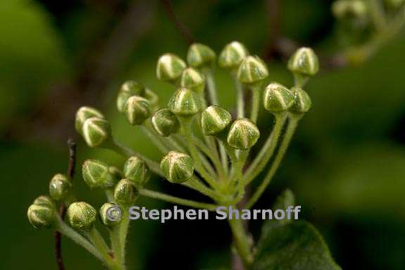 spirea blumei 4 graphic